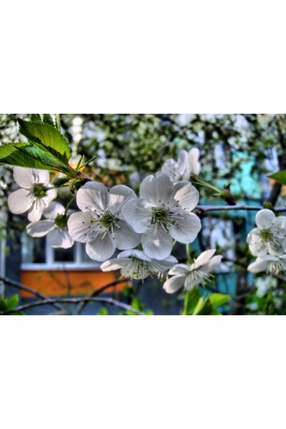 Вишня Шоколадниця - білі квіти